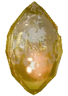 Honey Crystal
