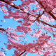 cherryBlossom