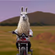 animal-bik