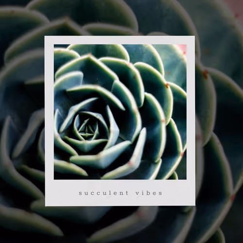 Item #2000000000000000002 Media