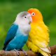 Love Bird