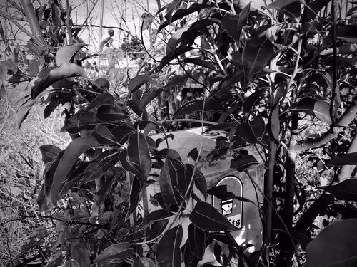 Item #34000000000000000007 Media