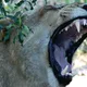 ANIMAL INSTINCT V3