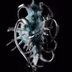 Forme Evolute