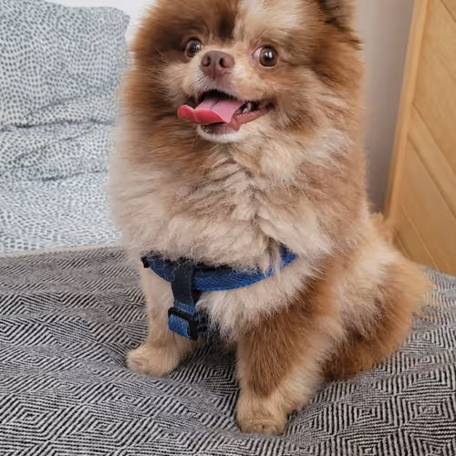 Based doggo