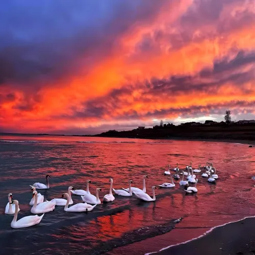 Swans