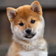 Bebe shiba