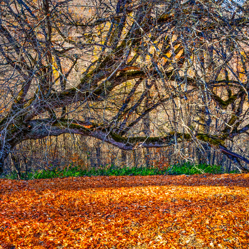 Hyrcanian Forests