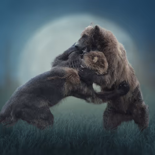 Grizzly Bears