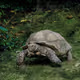Tortoise