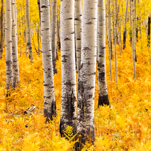 Ferns of Gold