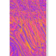 FluxEcho by 0xsh
