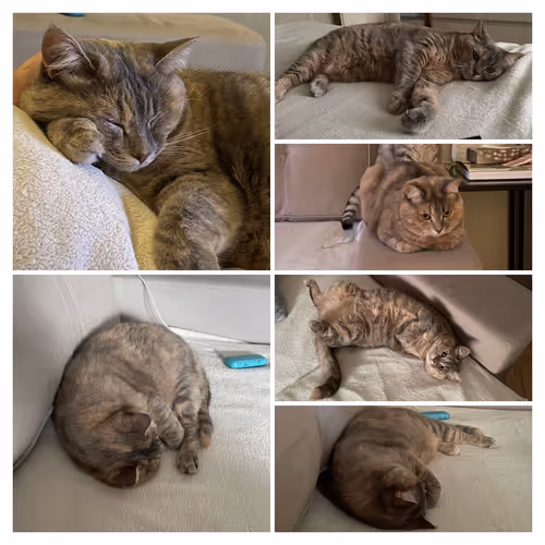 Item #227892429177424358184320278530576938084254781803735459182768817436622851 Media