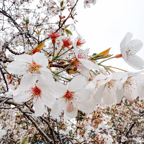 Blossom