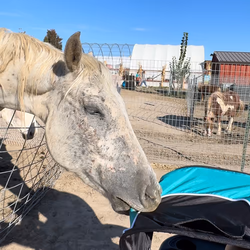 Rodeo posts
