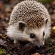 Hedgehog