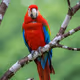 Scarlet Macaw