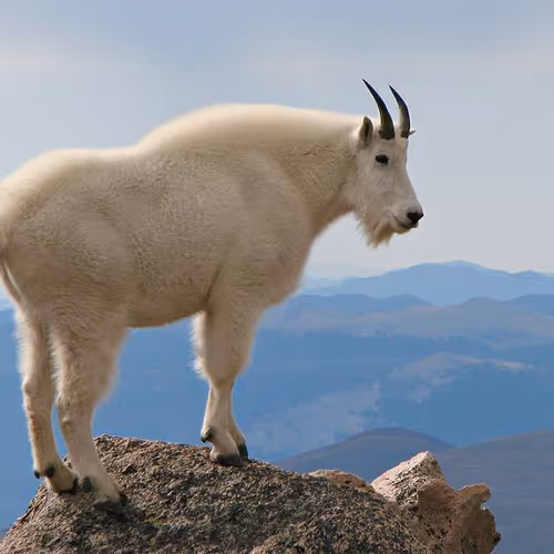 goatfather