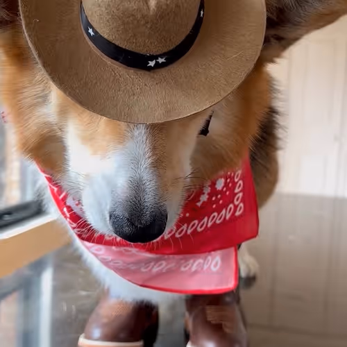 Rodeo posts