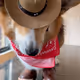 Rodeo posts