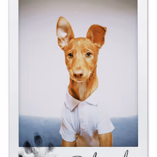 Rodeo posts