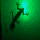 No Tail Gecko