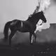 Rodeo posts