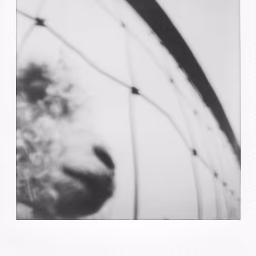 Rodeo posts