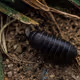 Bob the Isopod Imposter
