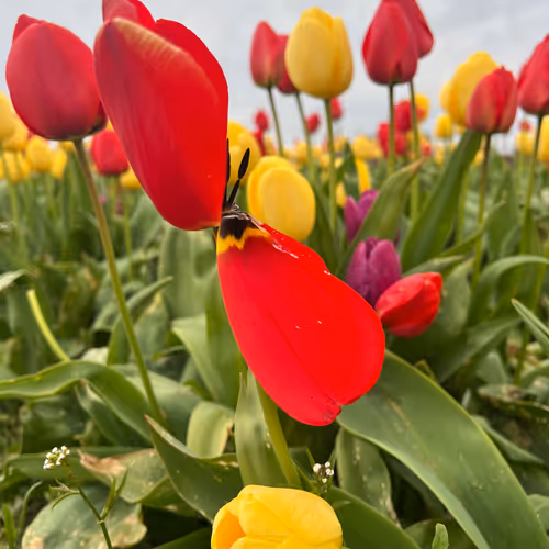 Tulips in Bloom