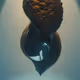 Rodeo posts