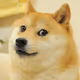 doge