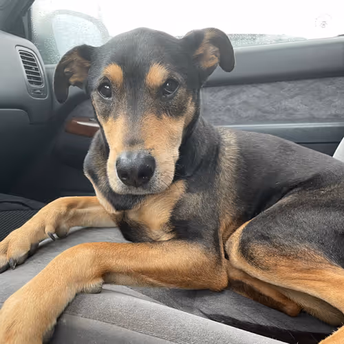 Farcast Doggo