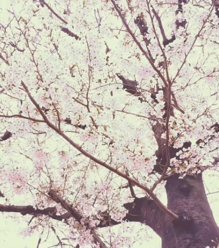 Japan's four seasons
