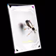 Beetle
