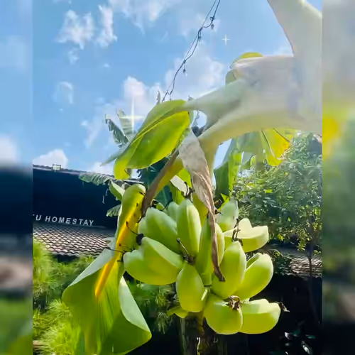 BANANA