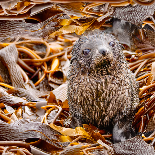 Sea Pup In The Sea Kelp