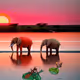 Sunset whit elephants #39