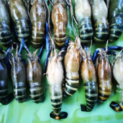 项目媒体占位符