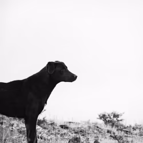 Rodeo posts
