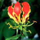 Flame Lily,The Beginning
