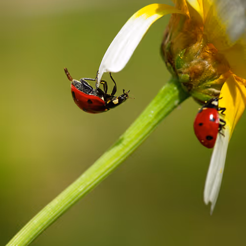 Ladybird