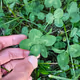 5 Leaf Clover!