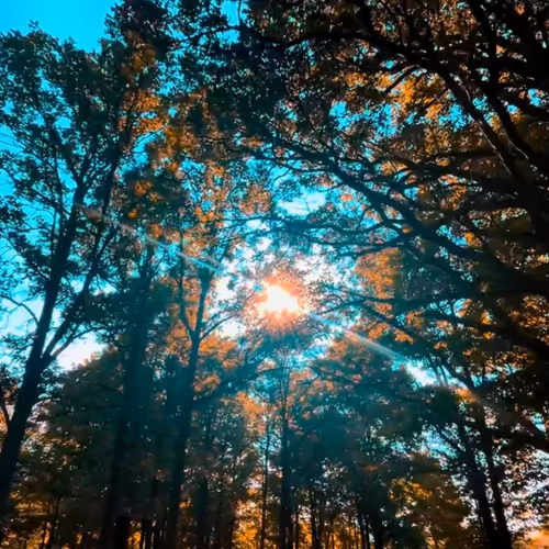 Amber Woods - The Beginning