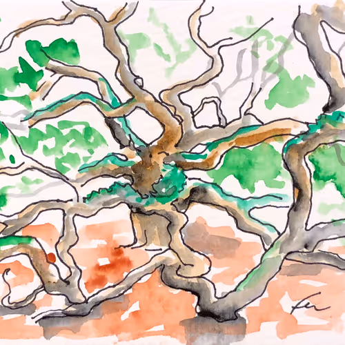 Angel Oak study