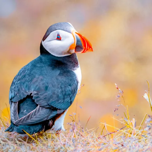 A Puffin Break