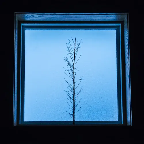 The Window, the Tree and Winter Storm