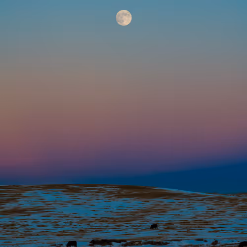 Cows walk under to moon.