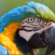 Parrot