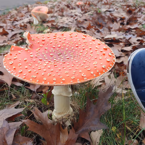 Awesome Amanita